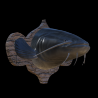 catfish detailed texture trophy taxidermy - Thumbnail 4