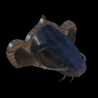 catfish detailed texture trophy taxidermy - Thumbnail 5