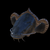 catfish detailed texture trophy taxidermy - Thumbnail 6