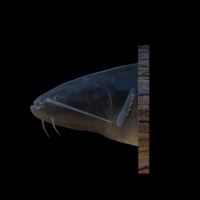 catfish detailed texture trophy taxidermy - Thumbnail 8