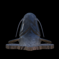 catfish detailed texture trophy taxidermy - Thumbnail 9