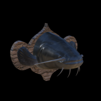 catfish detailed texture trophy taxidermy - Thumbnail 19