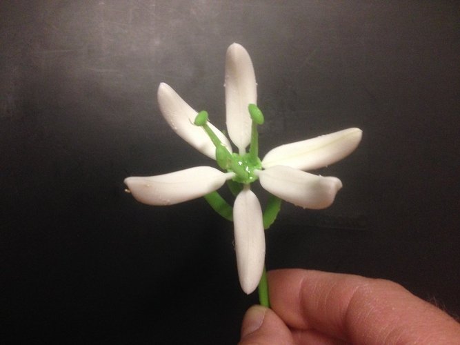 Stargazer Lily (Sort of) 3D Print 51823