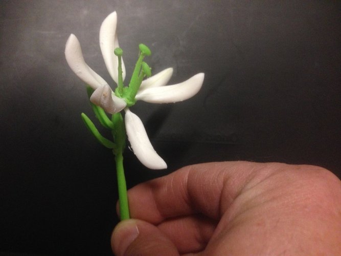 Stargazer Lily (Sort of) 3D Print 51824