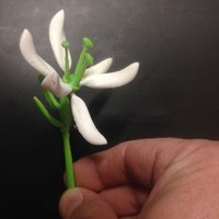 Stargazer Lily (Sort of) - Thumbnail 2