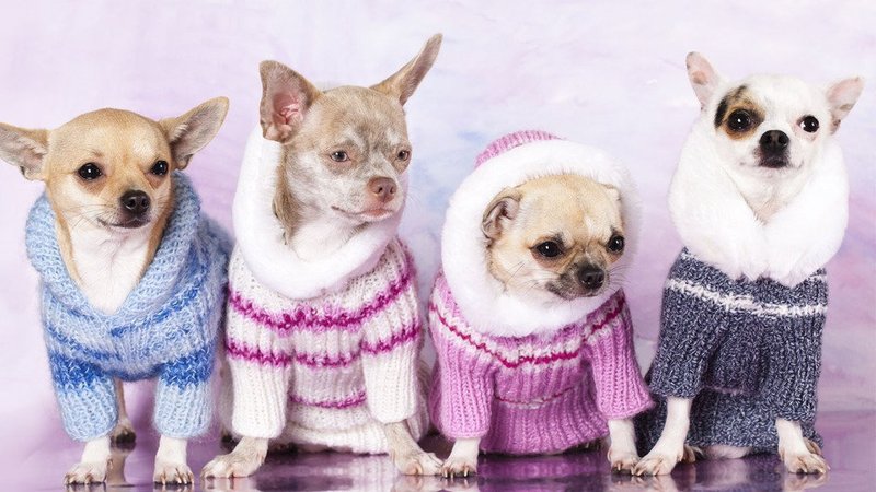 Chihuahua Lithopane