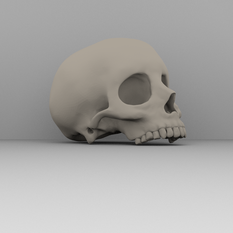 Real skull