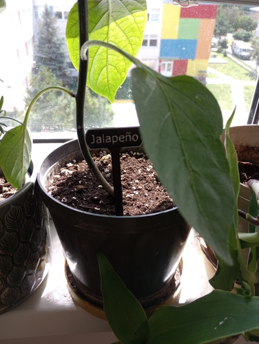 Plant Label - Jalapeño 3D Print 526493