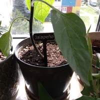 Plant Label - Jalapeño - Thumbnail 2