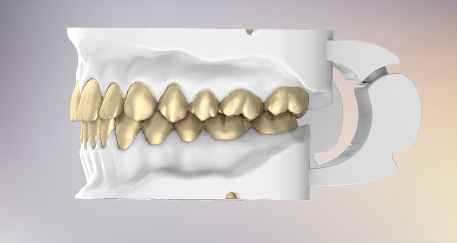 3D Dental Jaws Replica with Detachable Teeth 3D Print 526969