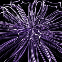 Chicory - Thumbnail 3