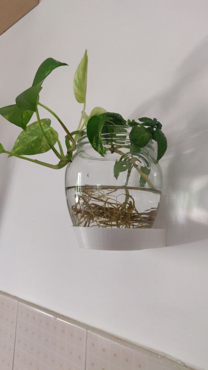 Wall Vase Holder for Monstera