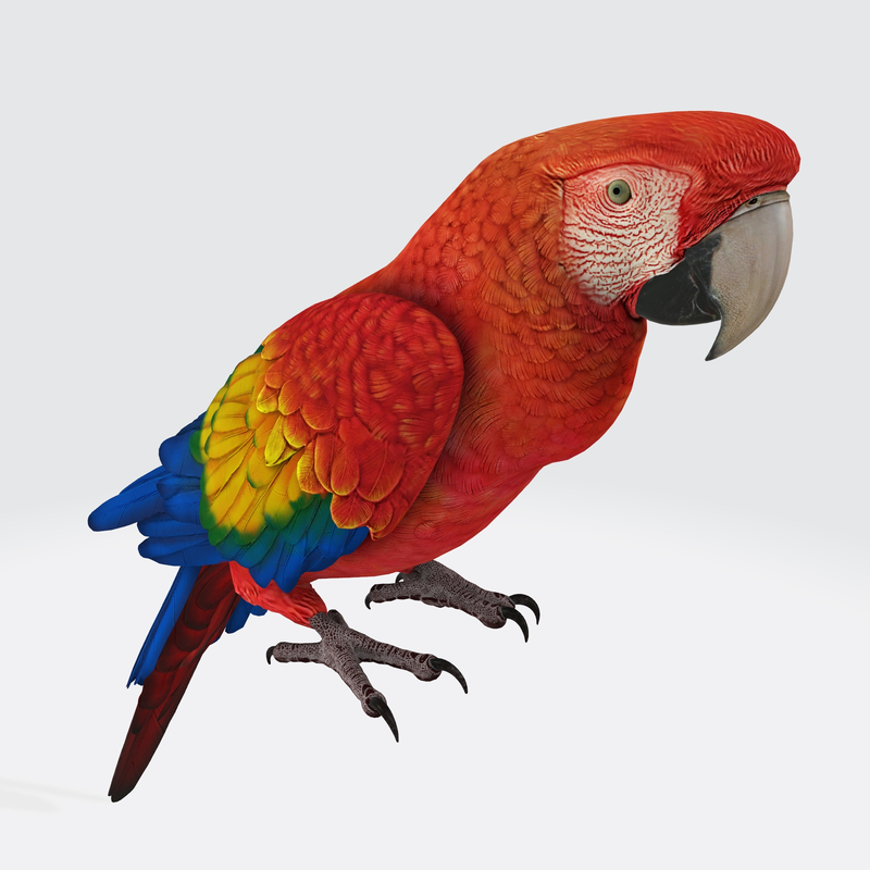 Parrot 3D Model Ready to Print