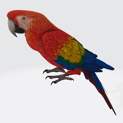 Parrot 3D Model Ready to Print 3D Print 534940