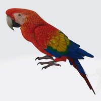 Parrot 3D Model Ready to Print - Thumbnail 4