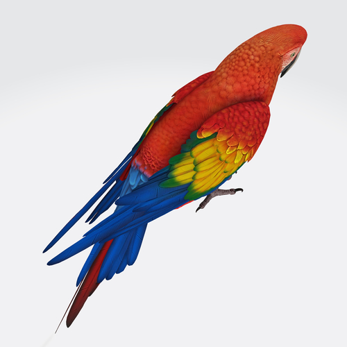 Parrot 3D Model Ready to Print 3D Print 534941