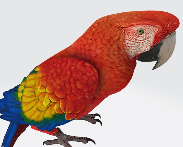 Parrot 3D Model Ready to Print 3D Print 534942