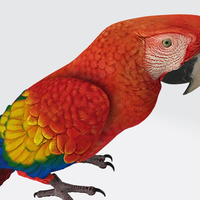 Parrot 3D Model Ready to Print - Thumbnail 6