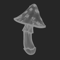Fly Agaric - Thumbnail 9