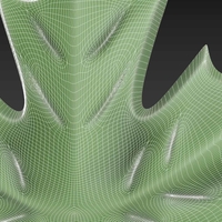 Maple Leaf - Thumbnail 16