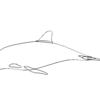 3D Art Surface Pink Dolphin - Thumbnail 3