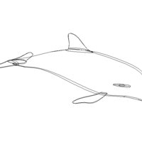 3D Art Surface Pink Dolphin - Thumbnail 4