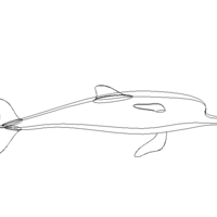 3D Art Surface Pink Dolphin - Thumbnail 6