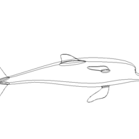 3D Art Surface Pink Dolphin - Thumbnail 8