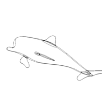 3D Art Surface Pink Dolphin - Thumbnail 10