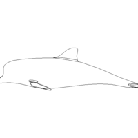 3D Art Surface Pink Dolphin - Thumbnail 11