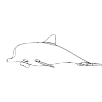 3D Art Surface Pink Dolphin - Thumbnail 12