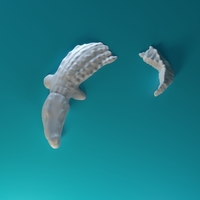 Swimming Crocodile  - Thumbnail 5