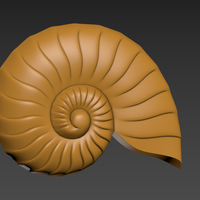 Seashell. Shell. Clam shell. - Thumbnail 2