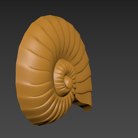 Seashell. Shell. Clam shell. - Thumbnail 3