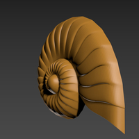 Seashell. Shell. Clam shell. - Thumbnail 5