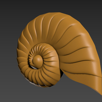 Seashell. Shell. Clam shell. - Thumbnail 6