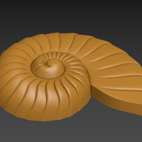 Seashell. Shell. Clam shell. - Thumbnail 7