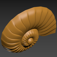 Seashell. Shell. Clam shell. - Thumbnail 8