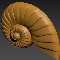 Seashell. Shell. Clam shell. - Thumbnail 9