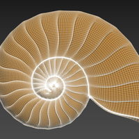 Seashell. Shell. Clam shell. - Thumbnail 10