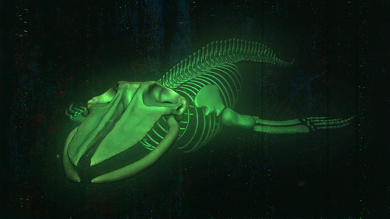 Whale Skeleton - Bake Kujira - Bones 