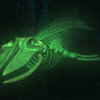 Whale Skeleton - Bake Kujira - Bones  - Thumbnail 1