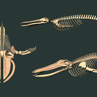 Whale Skeleton - Bake Kujira - Bones  - Thumbnail 2