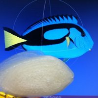 Small Print this Fish: 3D Printing Challenge 3D Printing 56225