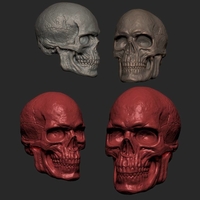 Male Skull 3D Print Model - Thumbnail 1