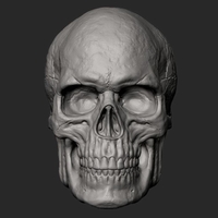 Male Skull 3D Print Model - Thumbnail 2