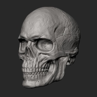 Male Skull 3D Print Model - Thumbnail 3