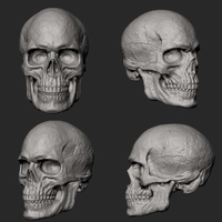 Male Skull 3D Print Model - Thumbnail 4