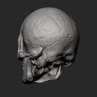 Male Skull 3D Print Model - Thumbnail 5