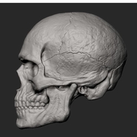 Male Skull 3D Print Model - Thumbnail 6